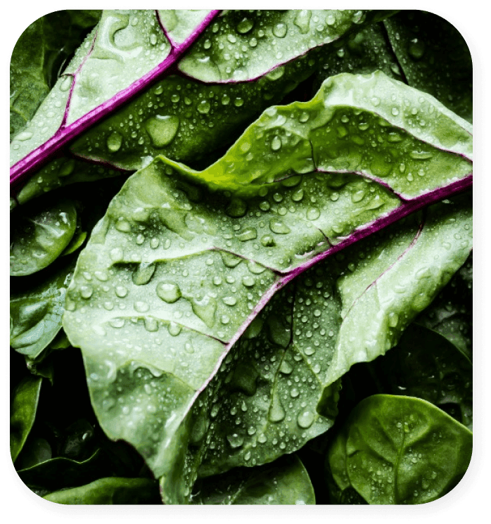 Nutrition Nutrition