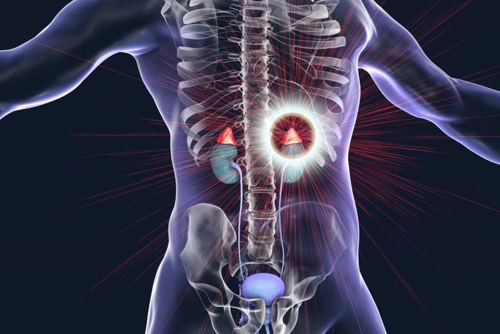 adrenal gland where is it located