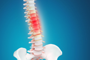 spinal cord vertebrae