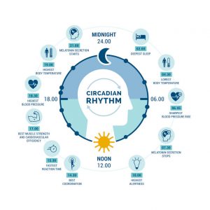 When coordinated properly, the circadian rhythm balances the sleep-wake cycle