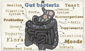 It is important to remove gut bacteria to ensure optimal gut health.
